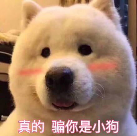 白色狗狗取名字带财运？狗名怎么取比较旺主人还顺口！