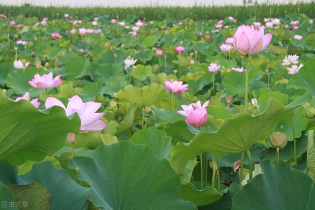 立夏节气适合吃什么传统食物（立夏节气吃什么_）