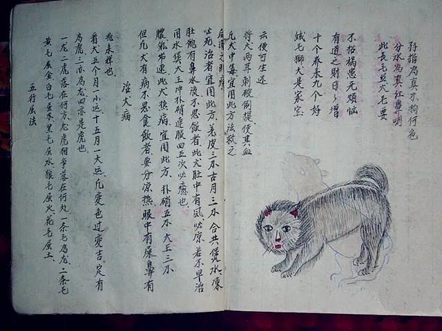 相字五行属什么生肖（相字五行属什么意思）