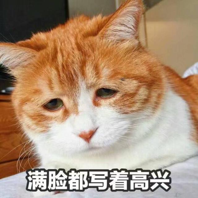 猫咪常见的5个“取名”方法，你家猫猫叫什么名字？
