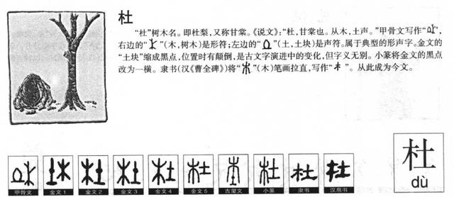 楠字五行属什么属性？南字五行属什么！
