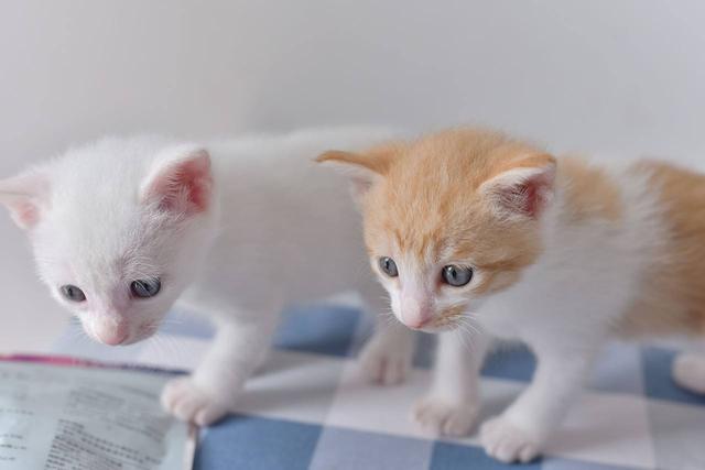 猫咪常见的5个“取名”方法，你家猫猫叫什么名字？
