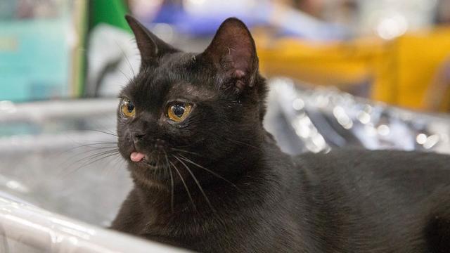 猫咪常见的5个“取名”方法，你家猫猫叫什么名字？