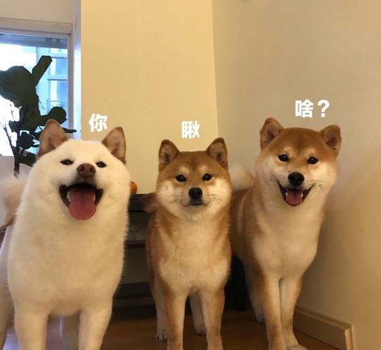 白色狗狗取名字带财运？狗名怎么取比较旺主人还顺口！