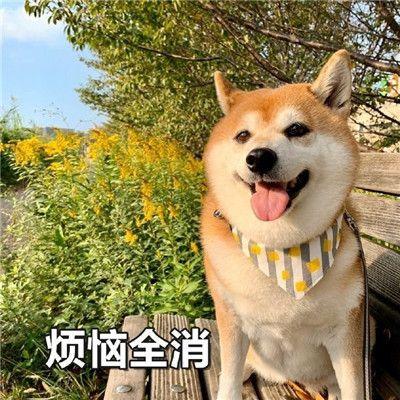 白色狗狗取名字带财运？狗名怎么取比较旺主人还顺口！
