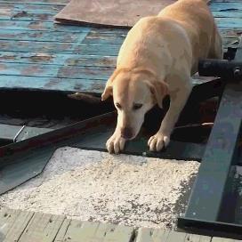 狗狗品种大全及图片 中型（中型犬品种大全图片名称）