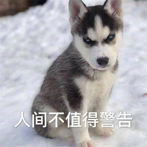 白色狗狗取名字带财运？狗名怎么取比较旺主人还顺口！