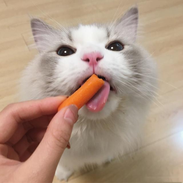 猫咪常见的5个“取名”方法，你家猫猫叫什么名字？