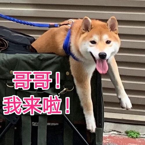 白色狗狗取名字带财运？狗名怎么取比较旺主人还顺口！