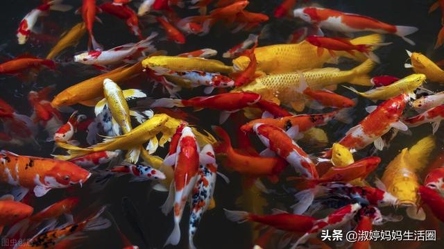 涨知识接好运。4个你不知道的锦鲤冷知识？