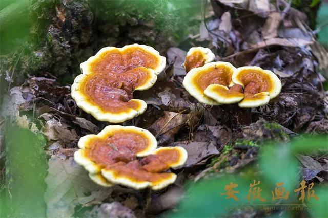 明开头的成语？明开头的成语有哪些！