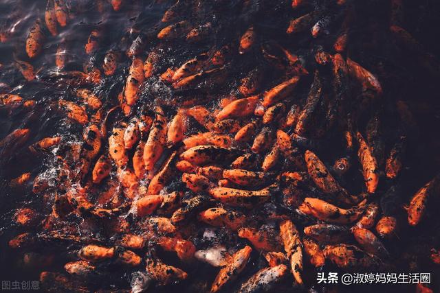 涨知识接好运。4个你不知道的锦鲤冷知识？