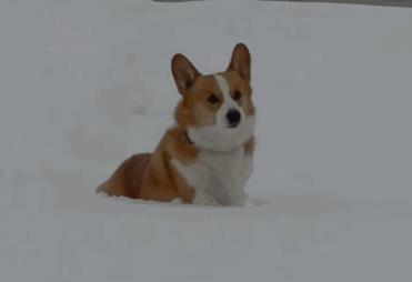 柯基犬有8种“性格属性”，你家狗属于哪一种？