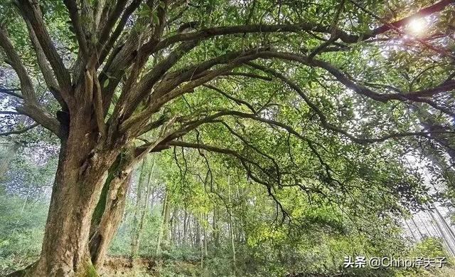 懿字五行属什么属性（懿字五行属什么及解释）