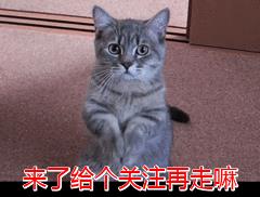 猫咪常见的5个“取名”方法，你家猫猫叫什么名字？
