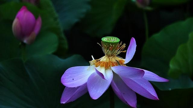 除开象征爱情外，莲花还有什么神奇含义？为你剖析古人诗词的美好
