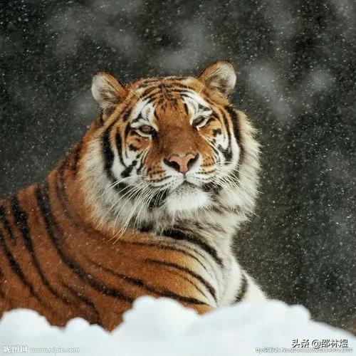 小狗的名字还是小老虎的名字（和老虎有关的小名）