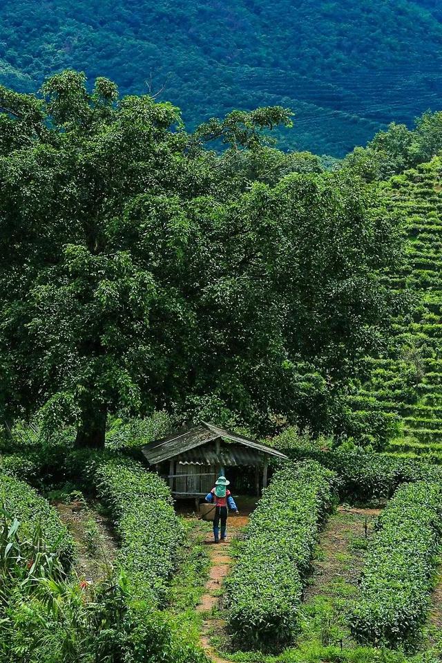 关于茶叶的公司名称好听？好听的茶叶公司名字！