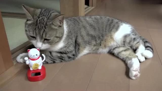 猫咪常见的5个“取名”方法，你家猫猫叫什么名字？
