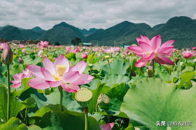 绿字五行属什么和意义（绿字五行属什么的可以取名字吗）