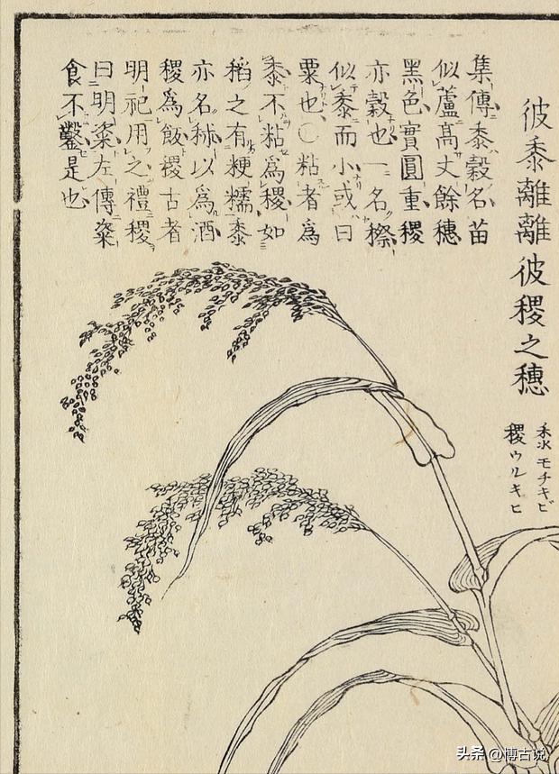 粟和什么字搭配起名好？粟和什么字搭配起名好听！