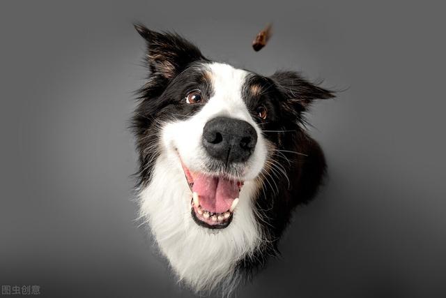 中型犬品种大全图片 长毛（中型犬品种大全及图片）