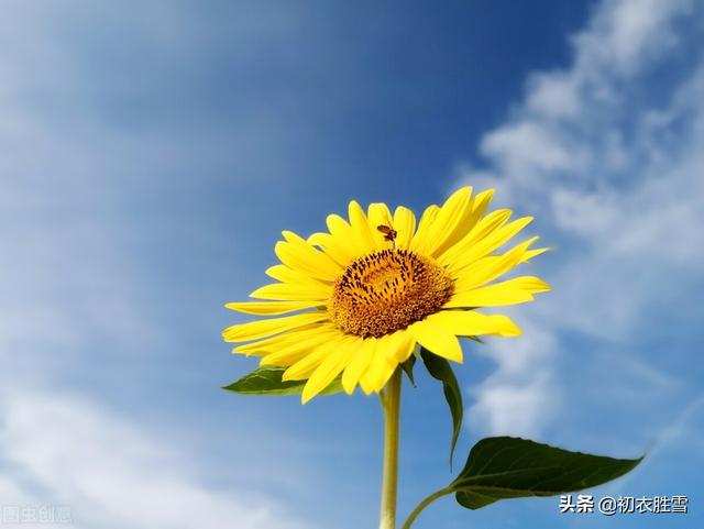 绿字五行属什么和意义（绿字五行属什么的可以取名字吗）