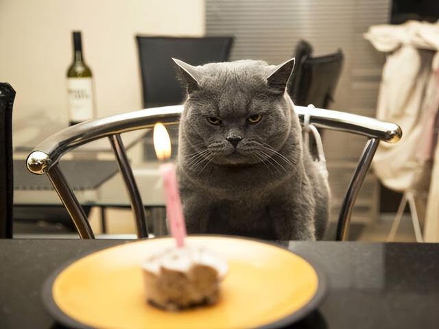 猫咪常见的5个“取名”方法，你家猫猫叫什么名字？