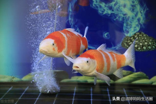 涨知识接好运。4个你不知道的锦鲤冷知识？