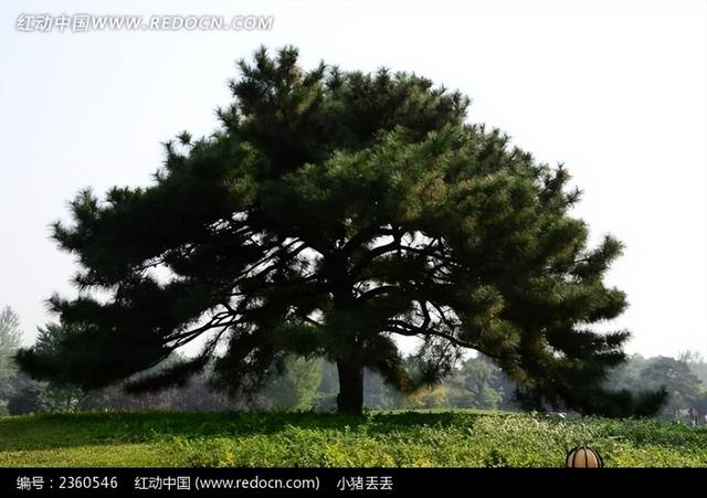 五行属木的字大全及解释（木字的五行属性是什么_）