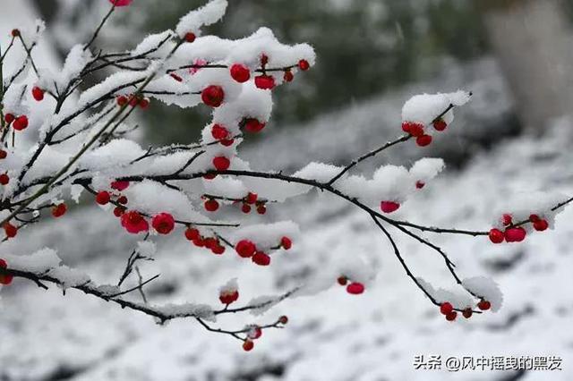 形容松树的词语句子大全，形容松树的优美词语