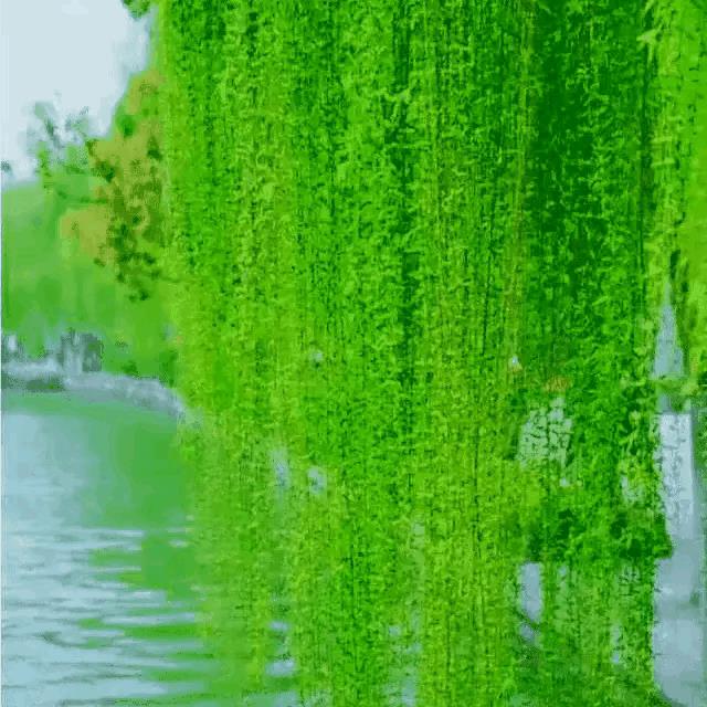柳字五行属什么的吉凶（柳字的五行属性）