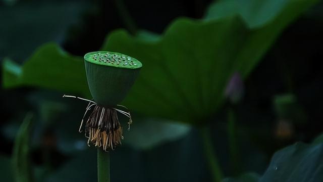 除开象征爱情外，莲花还有什么神奇含义？为你剖析古人诗词的美好