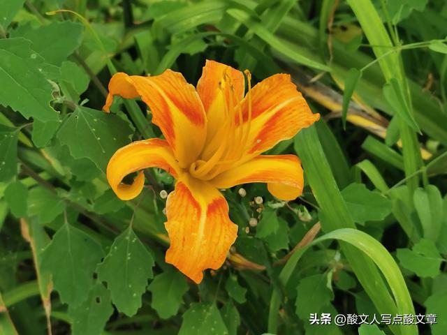司马南禁言后的乱象与怪象