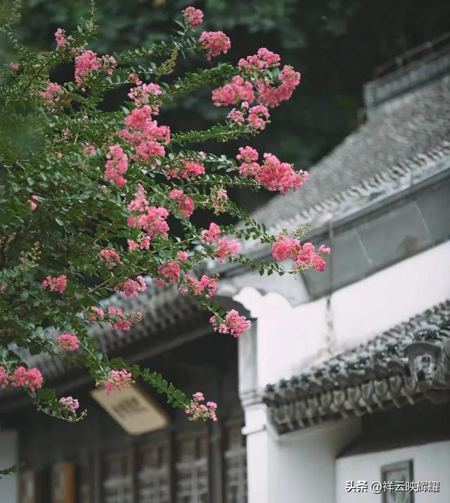 翠荫掩映，花香弥漫——夏日南京愚园的美景！