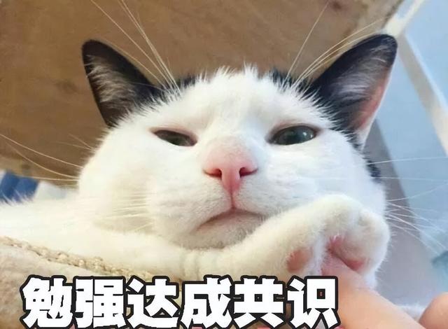 猫咪常见的5个“取名”方法，你家猫猫叫什么名字？