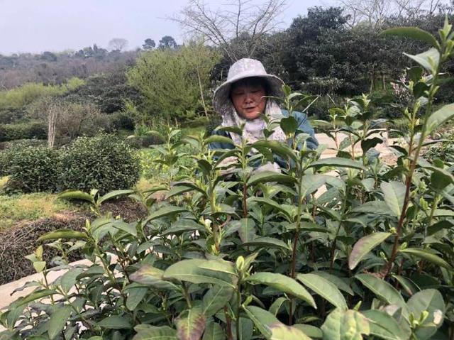 茶业有限公司取名，简单大气的茶店名字