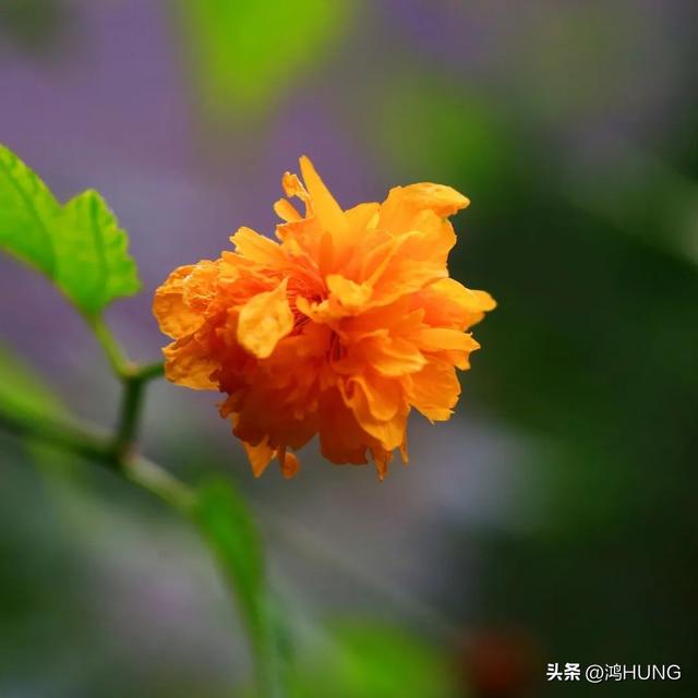 盛五行属性是什么？成五行属性是什么字！