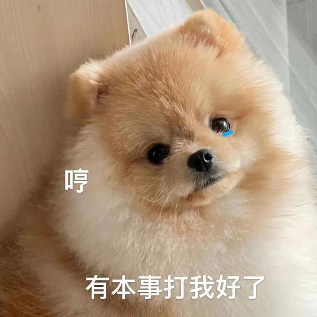 白色狗狗取名字带财运？狗名怎么取比较旺主人还顺口！
