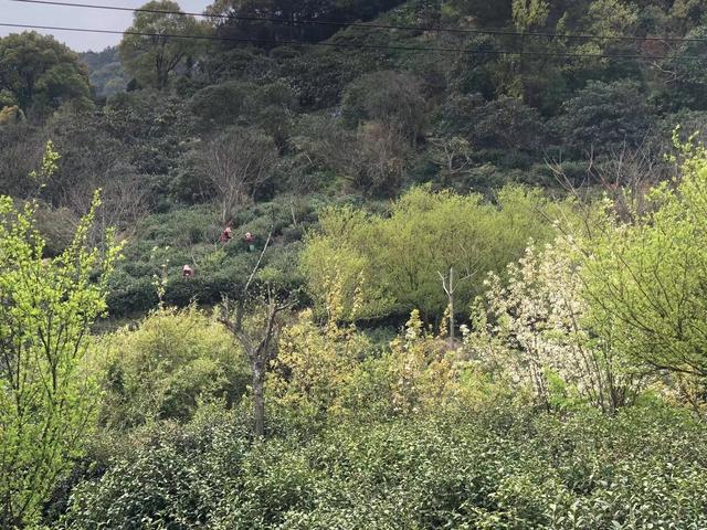 三个字聚财的店名，有诗意的茶名字