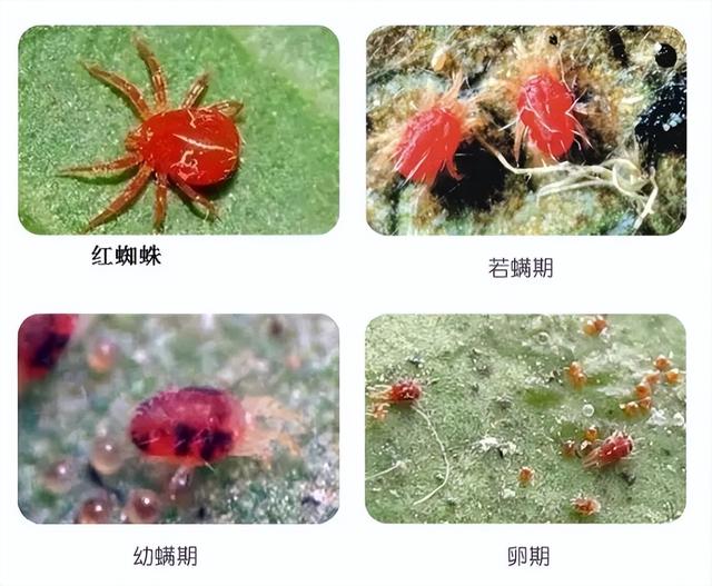 朱字的含义五行属什么（朱字五行属啥）