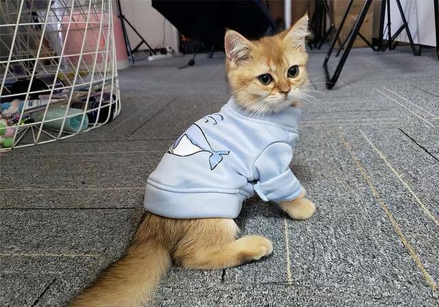 猫咪常见的5个“取名”方法，你家猫猫叫什么名字？