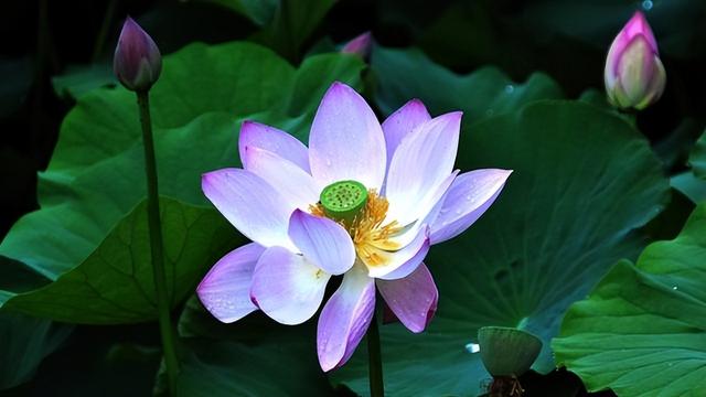 除开象征爱情外，莲花还有什么神奇含义？为你剖析古人诗词的美好