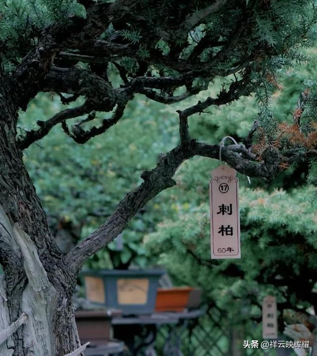 翠荫掩映，花香弥漫——夏日南京愚园的美景！