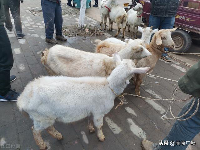 莳字取名寓意好吗（莳字取名寓意女孩）