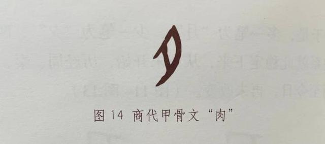 肉字？肉字旁的字！