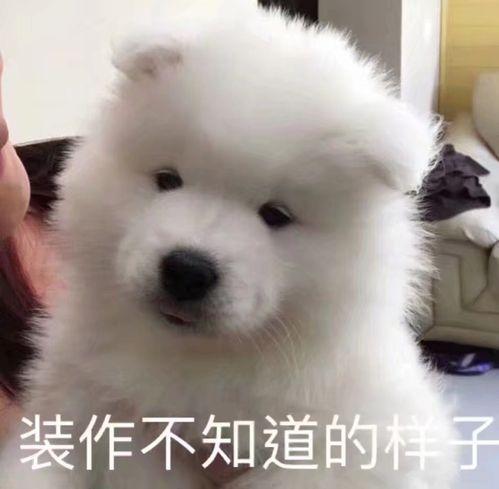 白色狗狗取名字带财运？狗名怎么取比较旺主人还顺口！