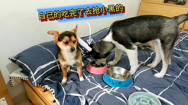 中型犬品种大全图片中型犬品种大全图片名称