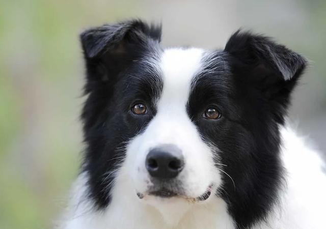 中型犬品种大全及图片中大型犬品种大全图片