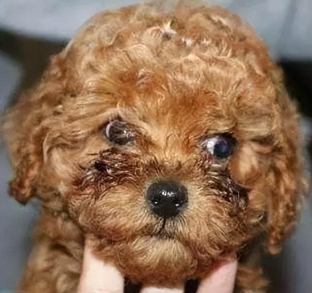 中型犬品种大全及图片中大型犬品种大全图片